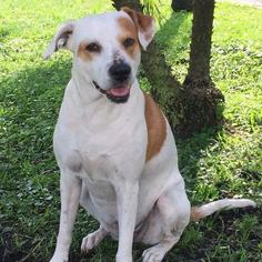 Lab-Pointer Dogs for adoption in Fort Lauderdale, FL, USA