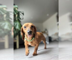 Dachshund Dogs for adoption in Los Angeles, CA, USA