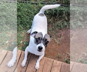 Chihuahua-Unknown Mix Dogs for adoption in Grafton, WI, USA