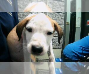 American Pit Bull Terrier-Unknown Mix Dogs for adoption in Tulsa, OK, USA