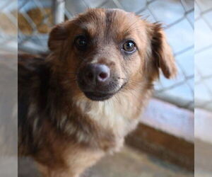 Chihuahua-Unknown Mix Dogs for adoption in Canton, CT, USA