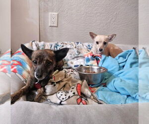 Chihuahua-Unknown Mix Dogs for adoption in Tempe , AZ, USA