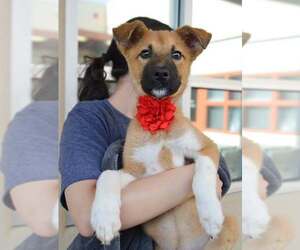 Mutt Dogs for adoption in McKinney, TX, USA