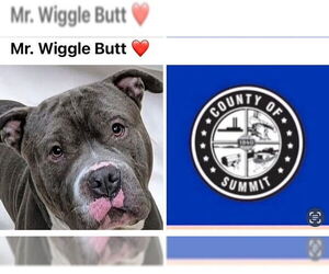 American Bulldog-American Staffordshire Terrier Mix Dogs for adoption in Akron, OH, USA