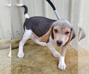 Small Beagle