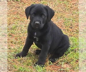 Labrador Retriever-Unknown Mix Dogs for adoption in Alexander, AR, USA
