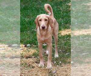 Labrador Retriever Dogs for adoption in Kettering, OH, USA