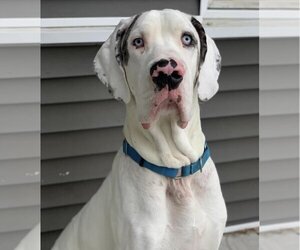 Great Dane Dogs for adoption in Valparaiso, IN, USA