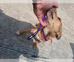 Chihuahua-Unknown Mix Dogs for adoption in Houston, TX, USA