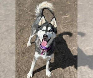 Siberian Husky Dogs for adoption in Aurora, CO, USA