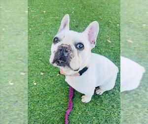 French Bulldog Dogs for adoption in Santa Barbara, CA, USA