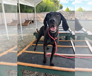 Plott Hound-Unknown Mix Dogs for adoption in Palmetto, FL, USA