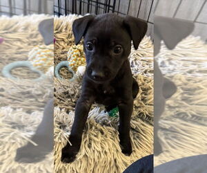 Mutt Dogs for adoption in Mundelein, IL, USA