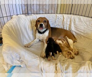 Beagle Dogs for adoption in Derwood, MD, USA