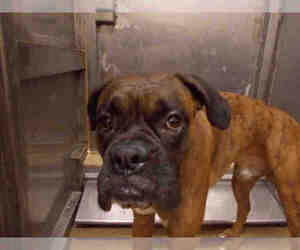 Boxer Dogs for adoption in Martinez, CA, USA