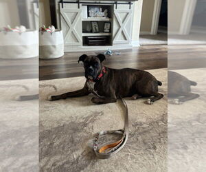 Boxer Dogs for adoption in Austin, TX, USA