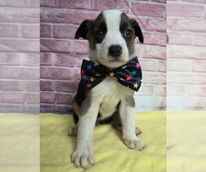 Border Collie-Unknown Mix Dogs for adoption in Lakewood, CO, USA