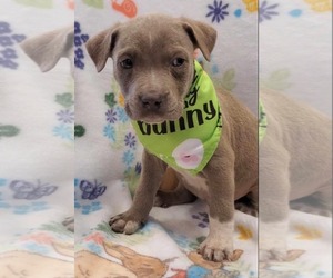 Bulldog-Unknown Mix Dogs for adoption in SHERBURNE, NY, USA