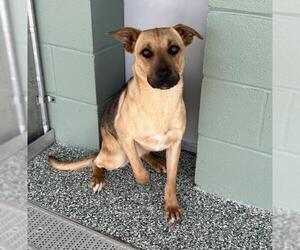German Shepherd Dog-Unknown Mix Dogs for adoption in Salisbury, NC, USA