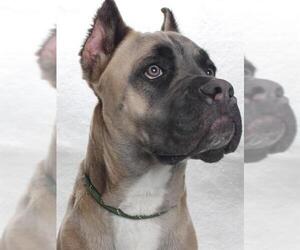 Mutt Dogs for adoption in Burbank, CA, USA