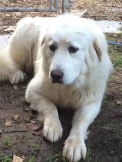 Great Pyrenees Dogs for adoption in Spring, TX, USA