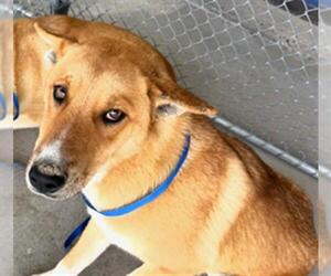 German Shepherd Dog Dogs for adoption in Bakersfield, CA, USA