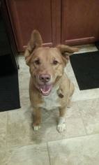 Gollie Dogs for adoption in Blacksburg, SC, USA