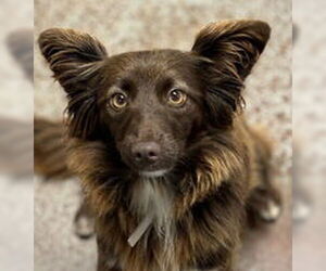 Mutt Dogs for adoption in Salinas, CA, USA