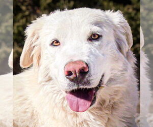 Great Pyrenees Dogs for adoption in Albuquerque, NM, USA