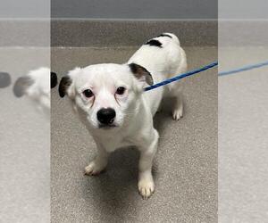 Chihuahua-Unknown Mix Dogs for adoption in Las Vegas, NV, USA