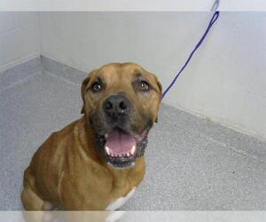 Bullmastiff-Unknown Mix Dogs for adoption in Pasadena, TX, USA