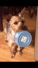 Silky Terrier Dogs for adoption in pomfret, CT, USA