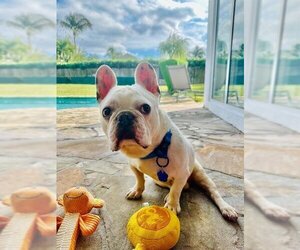 French Bulldog Dogs for adoption in Plantation, FL, USA