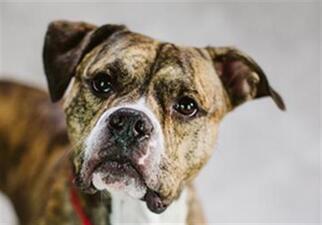 American Bulldog Dogs for adoption in Fort Wayne, IN, USA