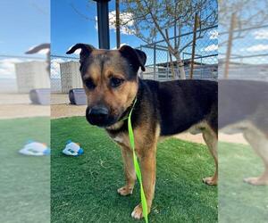German Shepherd Dog-Unknown Mix Dogs for adoption in HESPERIA, CA, USA
