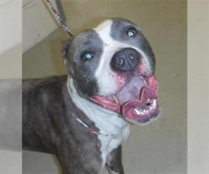 American Pit Bull Terrier Dogs for adoption in Sanford, FL, USA