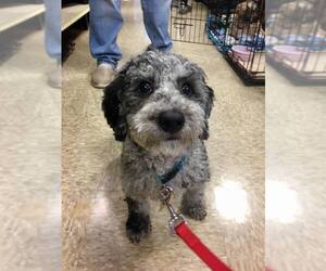 Poodle (Miniature) Dogs for adoption in Fayetteville, GA, USA