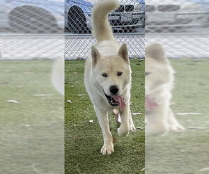 Gerberian Shepsky Dogs for adoption in Downey, CA, USA