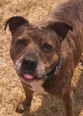 American Staffordshire Terrier-Unknown Mix Dogs for adoption in Petaluma, CA, USA