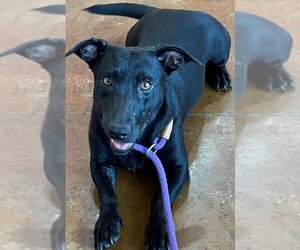 Doxle Dogs for adoption in Texas City, TX, USA