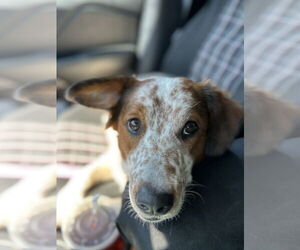 Spaniel-Unknown Mix Dogs for adoption in Overland Park, KS, USA