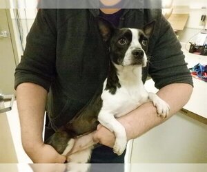 Boston Terrier-Unknown Mix Dogs for adoption in Oroville, CA, USA