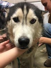 Siberian Husky Dogs for adoption in Columbus, GA, USA