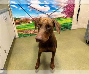 Doberman Pinscher-Unknown Mix Dogs for adoption in Moreno Valley, CA, USA