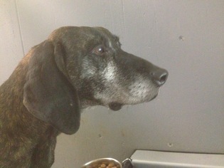 Plott Hound Dogs for adoption in Sebec, ME, USA