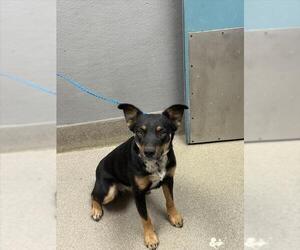 Border Collie-Unknown Mix Dogs for adoption in Las Vegas, NV, USA