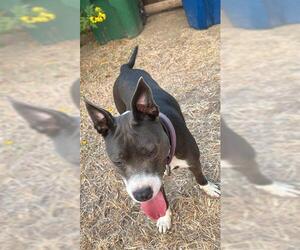 American Staffordshire Terrier-Unknown Mix Dogs for adoption in San Antonio, TX, USA
