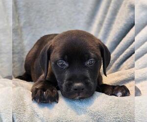 Labrador Retriever-Unknown Mix Dogs for adoption in San Diego, CA, USA