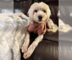 Mutt Dogs for adoption in Bellingham, WA, USA
