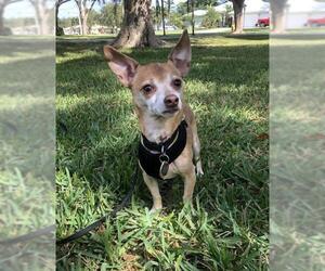 Chiweenie Dogs for adoption in Davie, FL, USA
